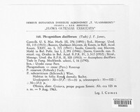 Phragmidium mucronatum image